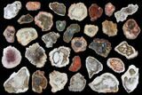 Lot - to Petrified Wood Slices - + Pieces #119551-1